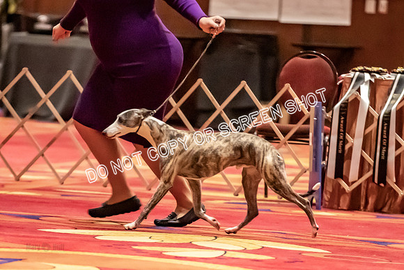BOB Group C Dogs-4952