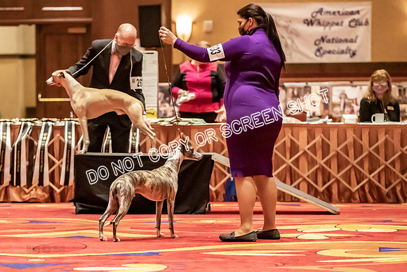 BOB Group C Dogs-4946
