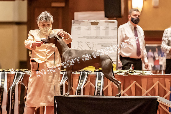 BOB Group C Dogs-4991