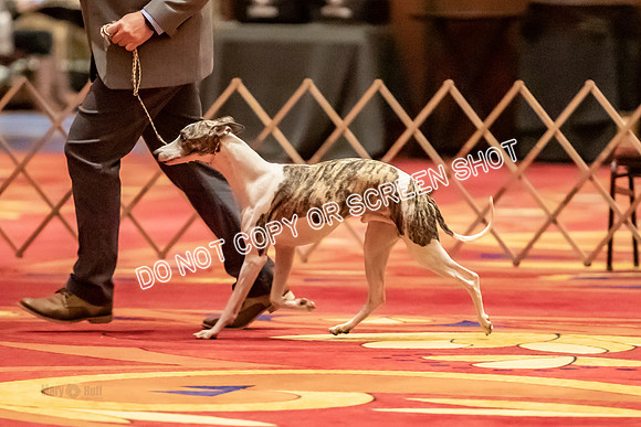 BOB Group C Dogs-4985