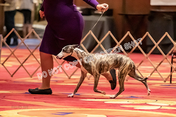 BOB Group C Dogs-4953