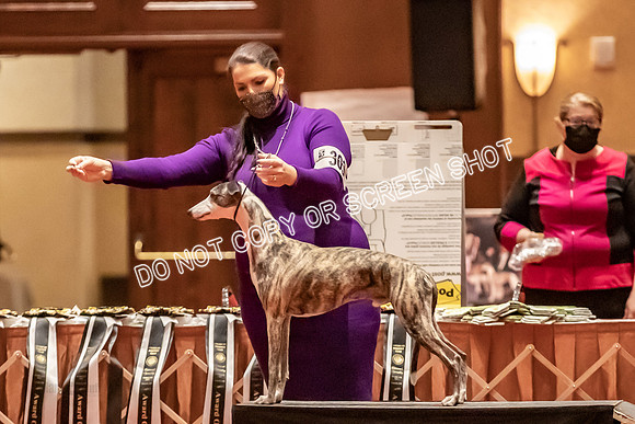 BOB Group C Dogs-4944