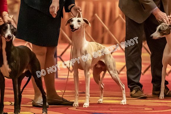 BOB Group C Dogs-4894