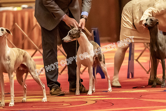 BOB Group C Dogs-4895