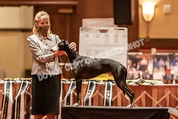 BOB Group C Dogs-4937