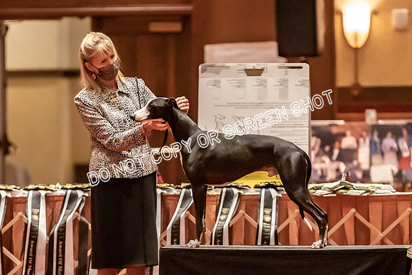 BOB Group C Dogs-4936