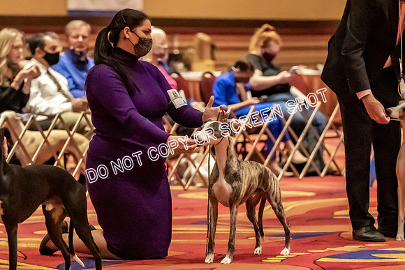 BOB Group C Dogs-4891
