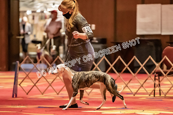 BOB Group C Dogs-4932