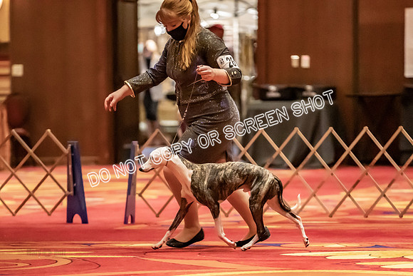BOB Group C Dogs-4933