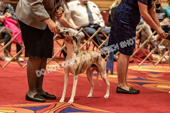 BOB Group C Dogs-4887