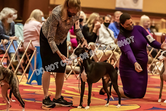 BOB Group C Dogs-4890