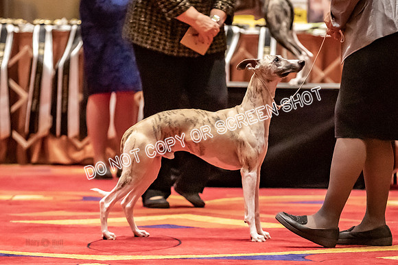 BOB Group C Dogs-4900