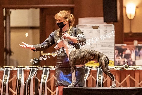 BOB Group C Dogs-4916