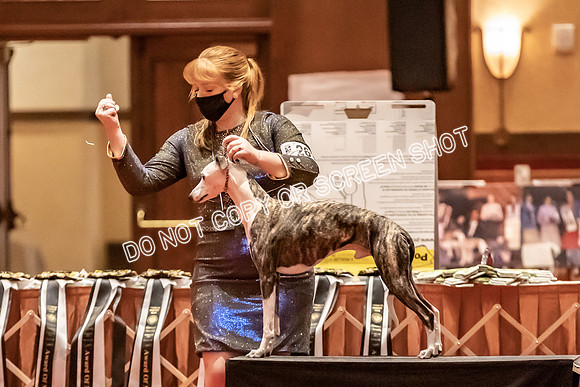 BOB Group C Dogs-4917