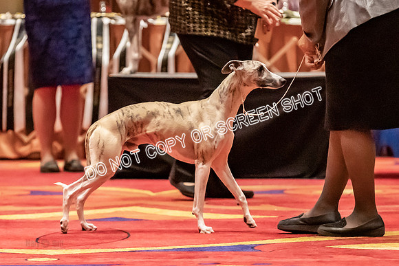 BOB Group C Dogs-4901