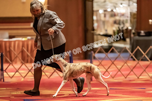 BOB Group C Dogs-4907