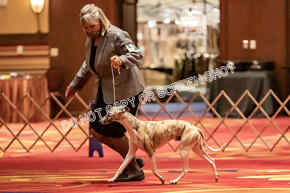 BOB Group C Dogs-4906