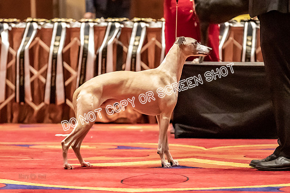BOB Group C Dogs-4961