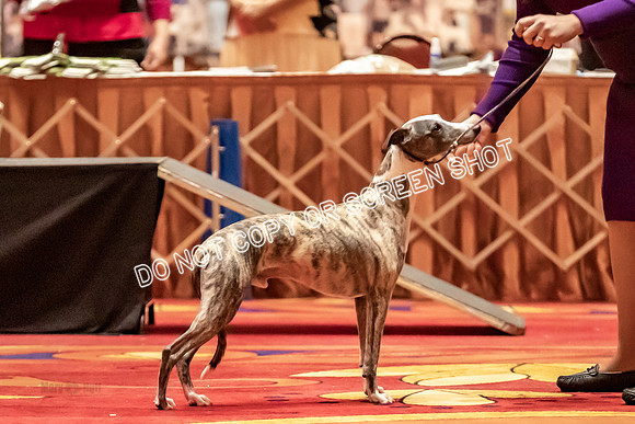 BOB Group C Dogs-4948
