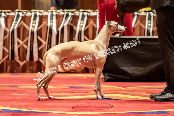 BOB Group C Dogs-4960