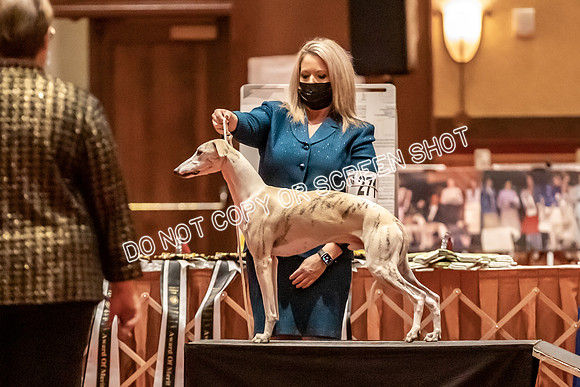 BOB Group C Dogs-4974