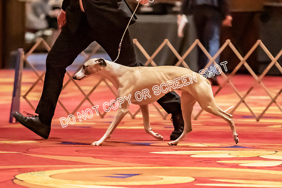 BOB Group C Dogs-4963