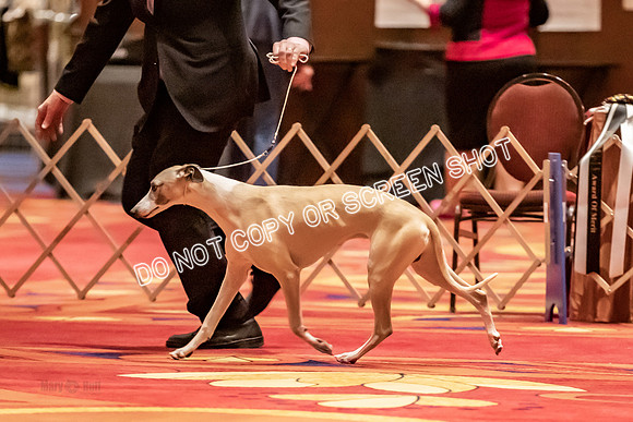 BOB Group C Dogs-4962