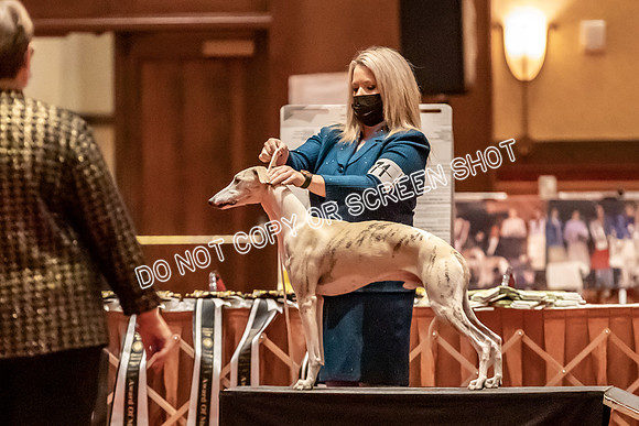 BOB Group C Dogs-4973