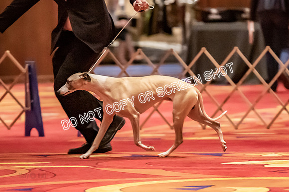 BOB Group C Dogs-4964