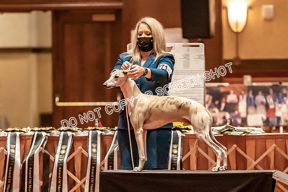 BOB Group C Dogs-4971