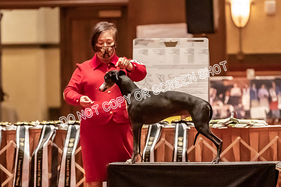 BOB Group C Dogs-4970