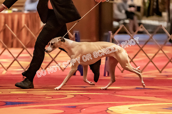 BOB Group C Dogs-4965