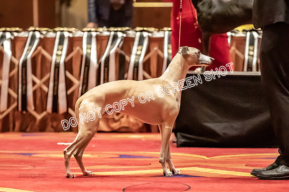BOB Group C Dogs-4959