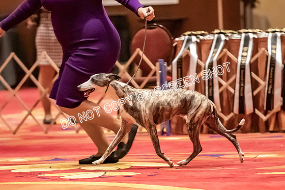 BOB Group C Dogs-5024