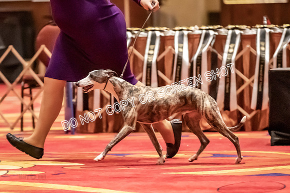 BOB Group C Dogs-5023