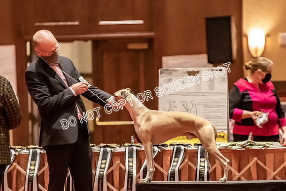 BOB Group C Dogs-4958