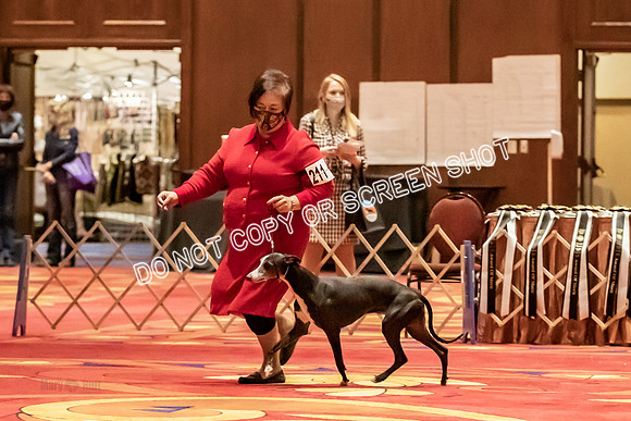 BOB Group C Dogs-5034