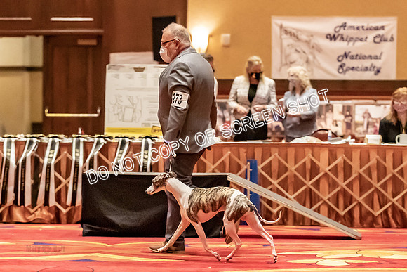 BOB Group C Dogs-5044