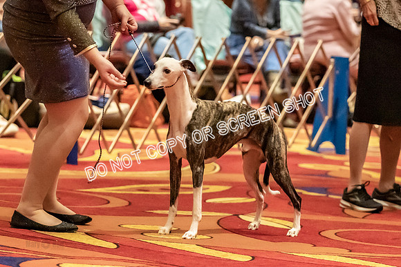 BOB Group C Dogs-4889