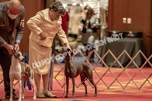 BOB Group C Dogs-4897