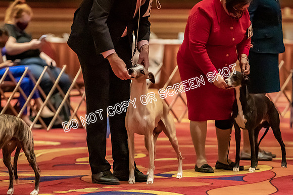 BOB Group C Dogs-4892