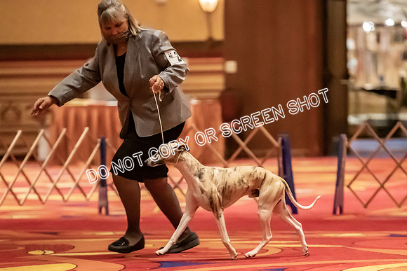 BOB Group C Dogs-4908