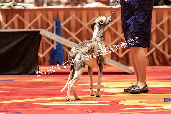 BOB Group C Dogs-4915