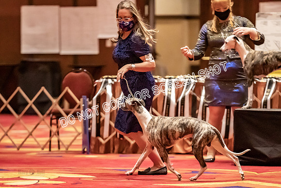BOB Group C Dogs-4918
