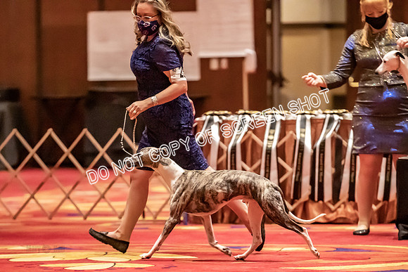 BOB Group C Dogs-4919