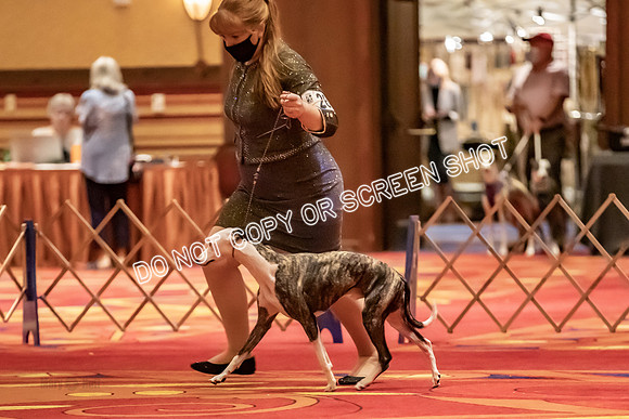 BOB Group C Dogs-4935