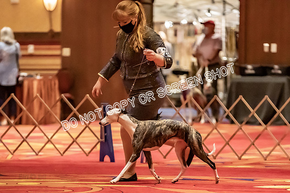 BOB Group C Dogs-4934