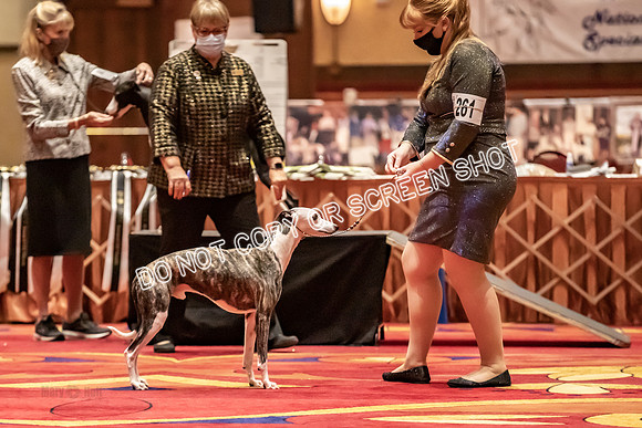 BOB Group C Dogs-4927