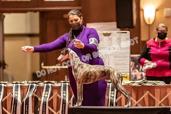 BOB Group C Dogs-4945