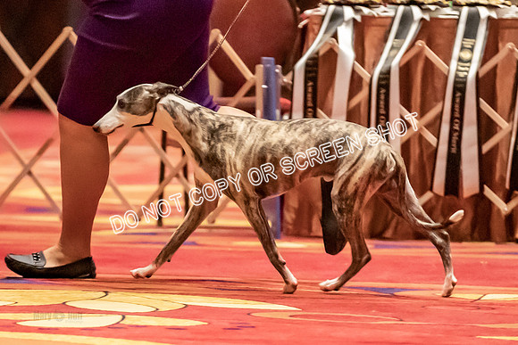 BOB Group C Dogs-4951